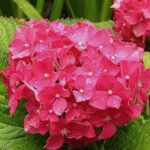 Hortenzia veľkolistá DEUTSCHLAND, 15-20cm, kont. 3l