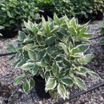 Hortenzia veľkolistá 'TRICOLOR', 50-70cm, kont. 10l