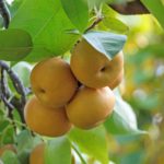 Hruška ázijská 'KUMOI', podp. hruška planá, voľný koreň