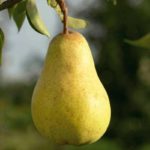 Hruška letná 'WILLIAMSOVA', kont.18 l