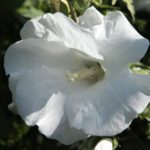 Ibištek sýrsky Hibiscus syriacus ´bianco´ kont.10l na kmienku