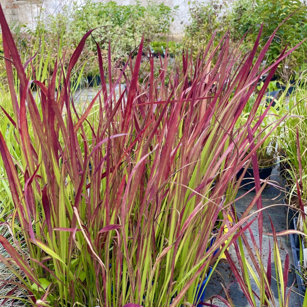 Imperata cylindrická ´RED BARON´, kont. 1l