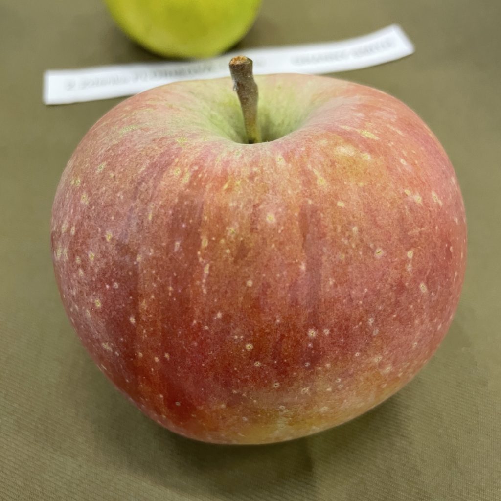 Jabloň BRAEBURN, zimná, 120-160cm, podpn. M9, kont. 9L