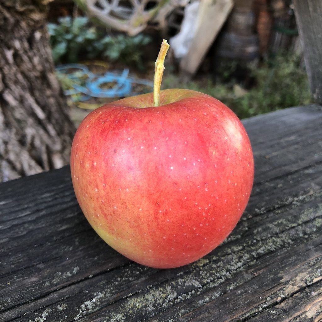Jabloň ´PINOVA´, zimná, podp. M9, voľný koreň