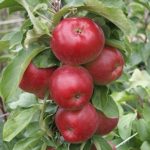 Jabloň stĺpovitá POMPINK GINOVER®, jesenná, podp. A2