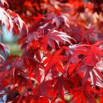 Japonsky javor ´Fireglow´, Acer palmatum ´Fireglow´, kot.: 10l