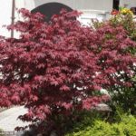 Japonsky javor ´Fireglow´, Acer palmatum ´Fireglow´, kot.: 10l