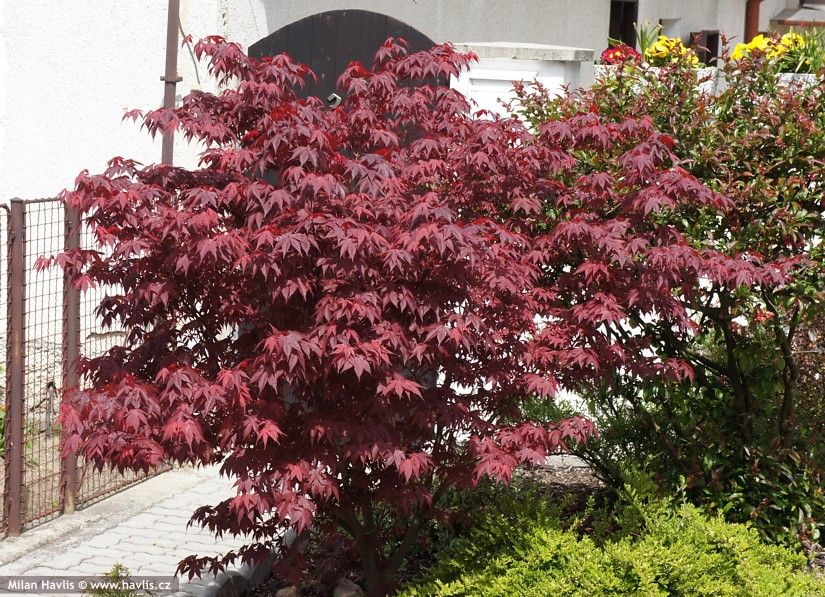 Japonsky javor ´Fireglow´, Acer palmatum ´Fireglow´, kot.: 10l