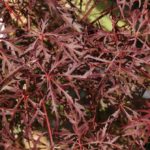 Japonský javor ´Garnet´, kont. 35 l