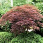 Japonský javor ´Garnet´, kont. 35 l