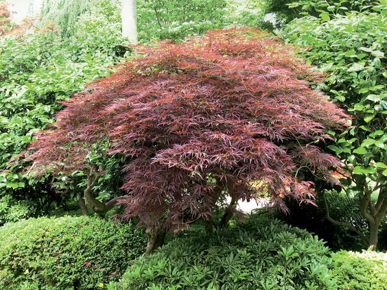 Japonský javor ´Garnet´, kont. 35 l