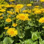 Kamzičník východný 'LEONARDO COMPACT', kont. 0,5 l