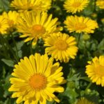 Kamzičník východný 'LEONARDO COMPACT', kont. 0,5 l