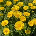 Kamzičník východný 'LEONARDO COMPACT', kont. 0,5 l