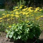 Kamzičník východný 'LEONARDO COMPACT', kont. 0,5 l