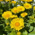 Kamzičník východný 'LEONARDO COMPACT', kont. 0,5 l