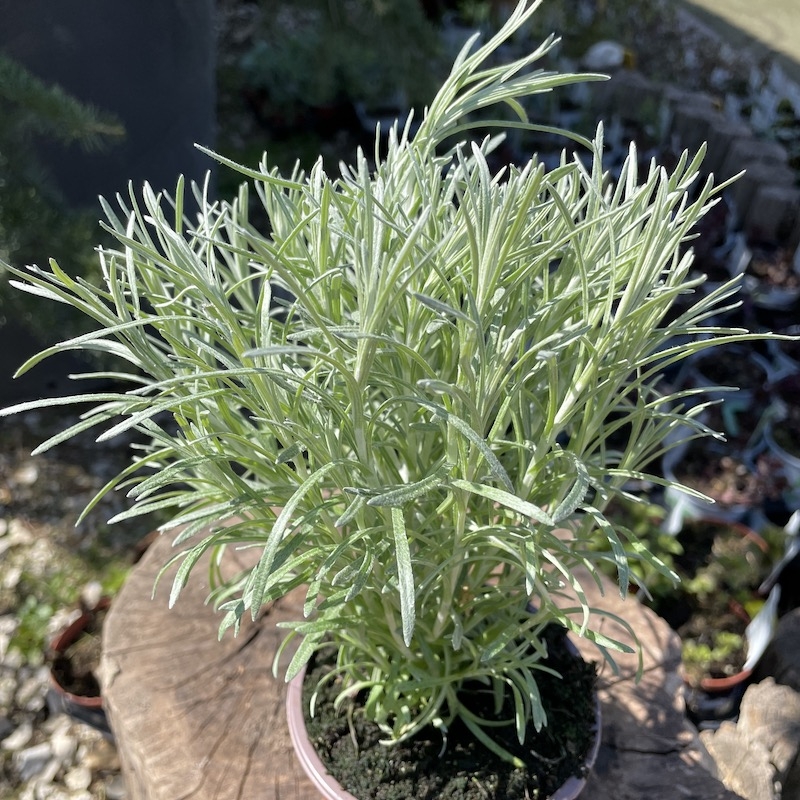 Kari - Helichrysum italicum, kont. 1 l