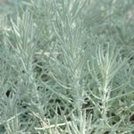 Kari - Helichrysum italicum, kont. 1 l