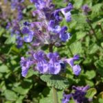 Kocúrnik záhradný 'DROPMORE', kont. 0,5l