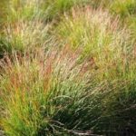 Kostrava 'WALBERLA', kont. 0,5l