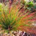 Kostrava 'WALBERLA', kont. 0,5l