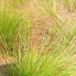 Kostrava 'WALBERLA', kont. 0,5l