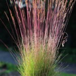 Kostrava 'WALBERLA', kont. 0,5l