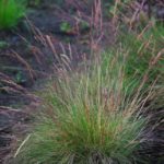 Kostrava 'WALBERLA', kont. 0,5l