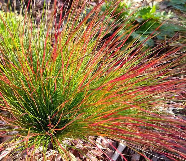 Kostrava 'WALBERLA', kont. 0,5l