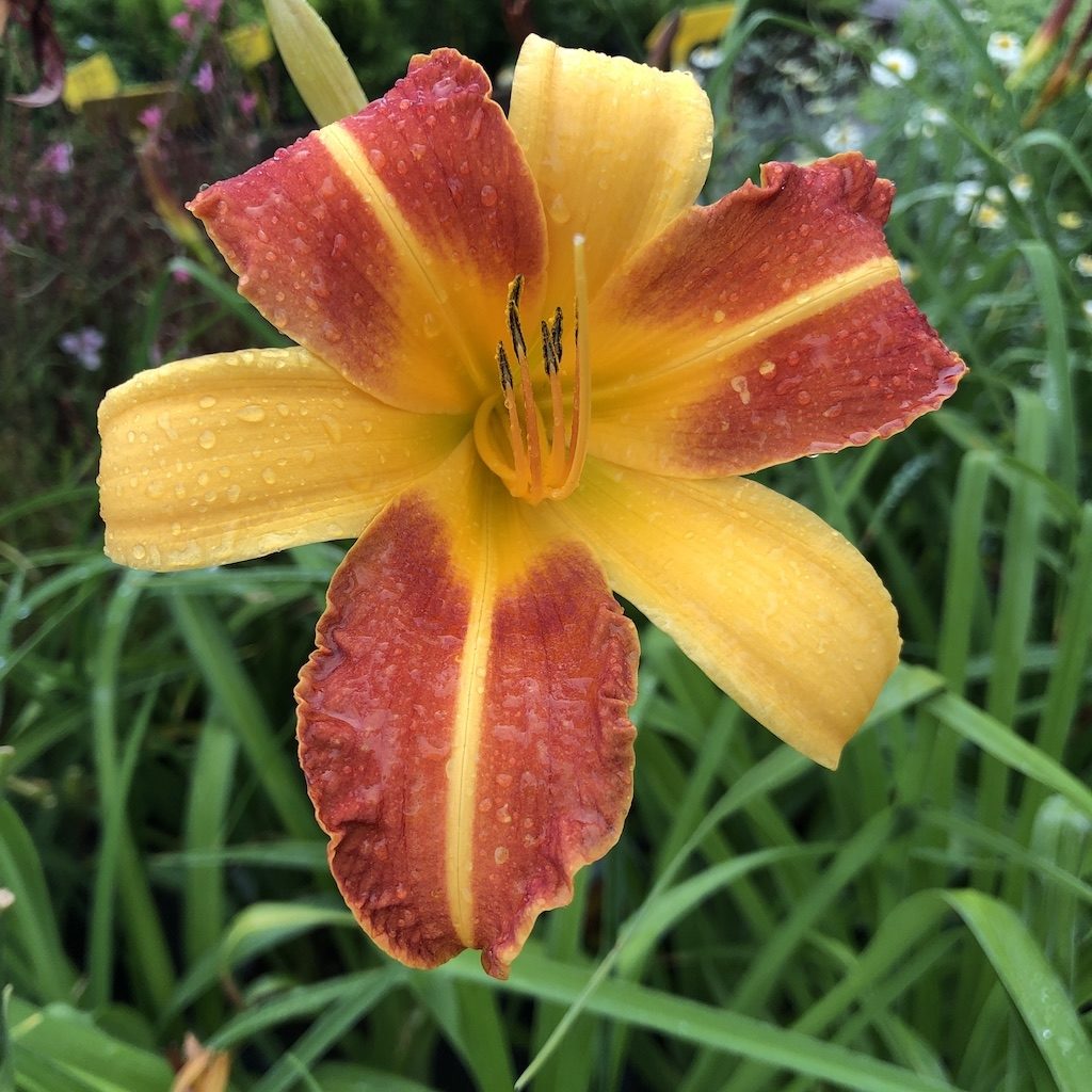 Ľaliovka 'Frans Hals', kont. 2 l