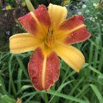 Ľaliovka 'Frans Hals', kont. 2 l