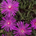 Delosperma Cooperi , 5cm, kontajner 12cm