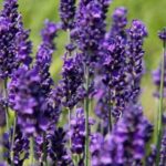 Levandula úzkolistá 'HIDCOTE', kont. 1,5l (IT)
