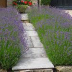 Levandula úzkolistá 'HIDCOTE', kont. 1,5l (IT)