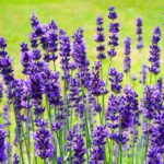 Levandula úzkolistá 'HIDCOTE', kont. 1,5l (IT)