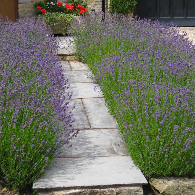 Levandula úzkolistá 'HIDCOTE', kont. 1,5l (IT)
