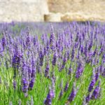 Levanduľa úzkolistá, kont. 1l