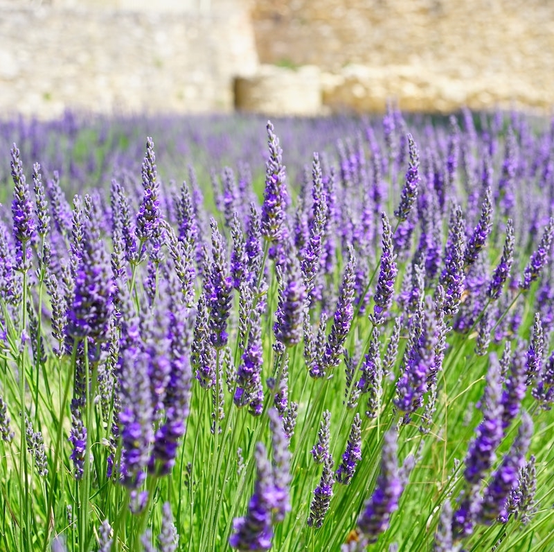 Levanduľa úzkolistá, kont. 1l