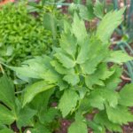 Ligurček 'VERINO', Levisticum officinale, kont. 1,5l
