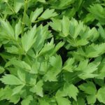 Ligurček 'VERINO', Levisticum officinale, kont. 1,5l