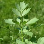 Ligurček 'VERINO', Levisticum officinale, kont. 1,5l