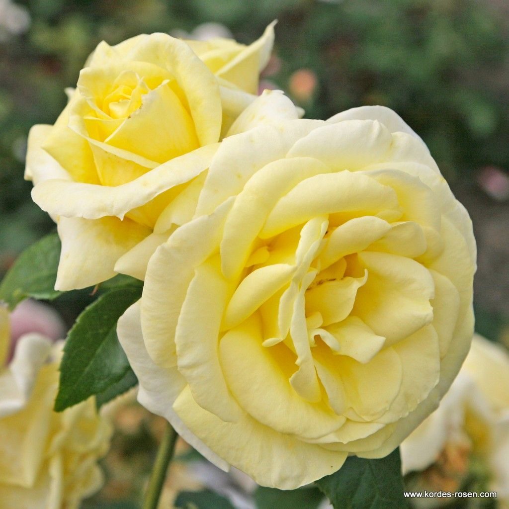 Ruža veľkokvetá ‘LIMONA‘ KORDES, kont. 2l