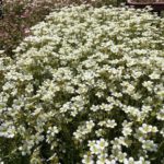 Lomikameň Arendsov ‘PIXIE WHITE’, kont. 0,5l