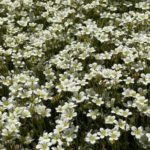 Lomikameň Arendsov ‘PIXIE WHITE’, kont. 0,5l