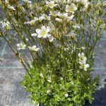 Lomikameň Arendsov ‘PIXIE WHITE’, kont. 0,5l