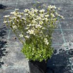 Lomikameň Arendsov ‘PIXIE WHITE’, kont. 0,5l