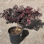 Loropetalum chinense 'BLACK PEARL', 35-40cm, kont. 10l