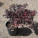 Loropetalum chinense 'BLACK PEARL', 35-40cm, kont. 10l