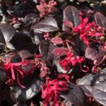Loropetalum chinense 'BLACK PEARL', 35-40cm, kont. 10l