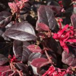 Loropetalum chinense 'BLACK PEARL', 35-40cm, kont. 10l
